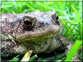 Bufo bufo-04